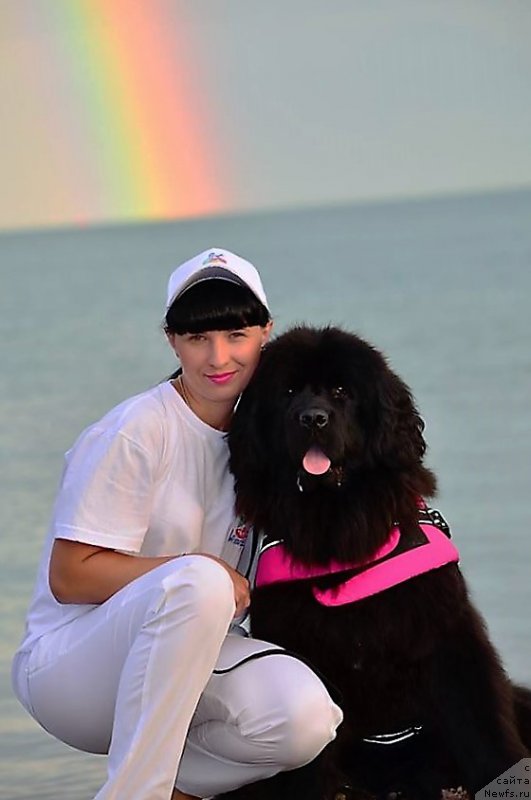 Фото: ньюфаундленд Эксклюзив Коннэкшен Виа Латтеа