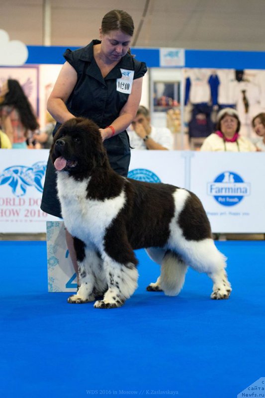 Фото: ньюфаундленд Сент Джонс Уна Фортуна