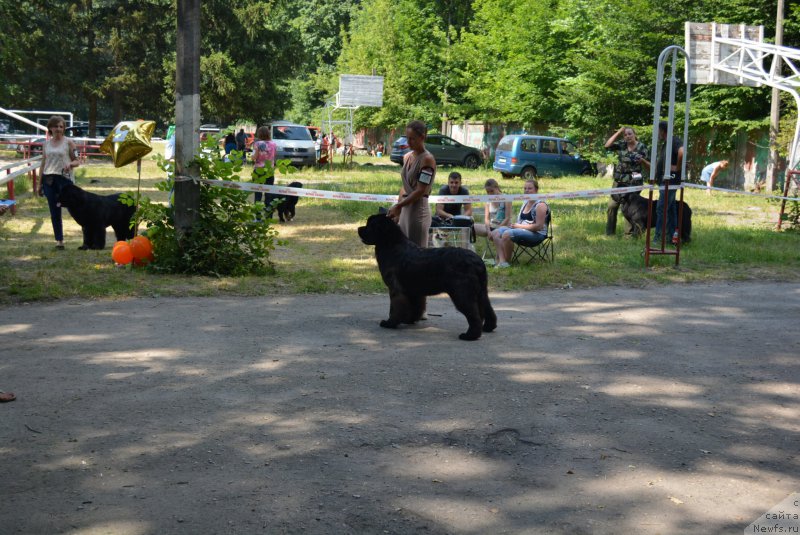 Фото: Анна Пронская, ньюфаундленд Белкондер-Клаб Блэк Бейлиз (Belkonder-Club Black Baileys)