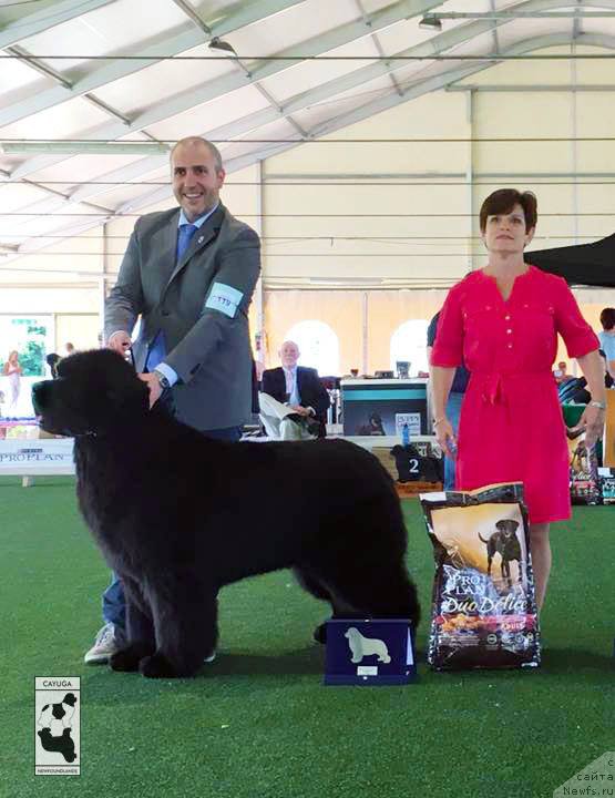 Фото: ньюфаундленд King of Helluland Obvious Choice