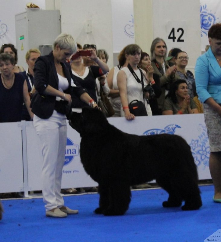 Фото: ньюфаундленд Raymond Best in Show, Нина Базулина