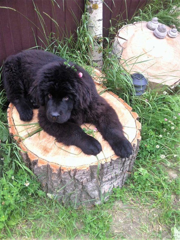 Фото: ньюфаундленд Перун из Антаграда (Perun is Antagrada)