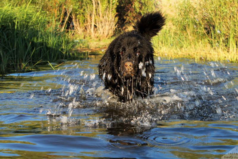 Фото: ньюфаундленд Черный Балу Зазноба Души Моей