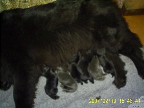 Фото: ньюфаундленд Cayuga Jackpot, ньюфаундленд Чаровница из Медвежьего Яра (Charovnitsa   iz Medvejyego Yara)