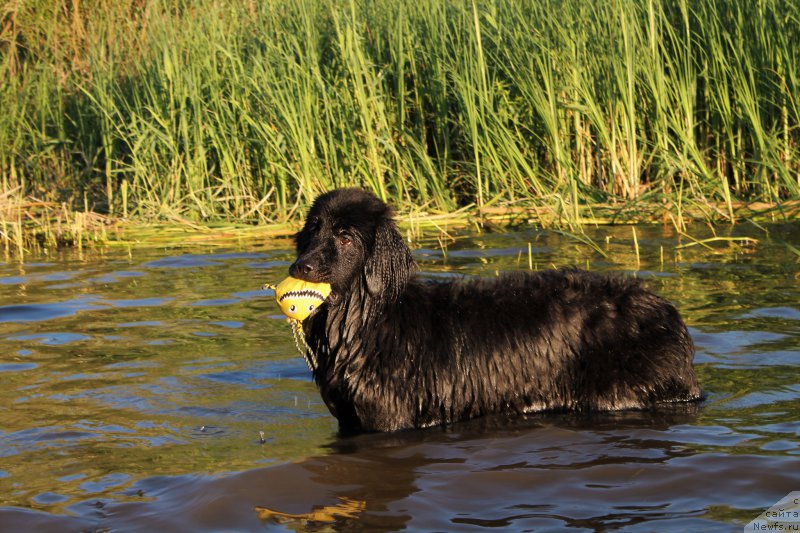 Фото: ньюфаундленд Черный Балу Зазноба Души Моей