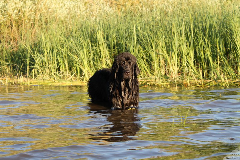 Фото: ньюфаундленд Черный Балу Зазноба Души Моей