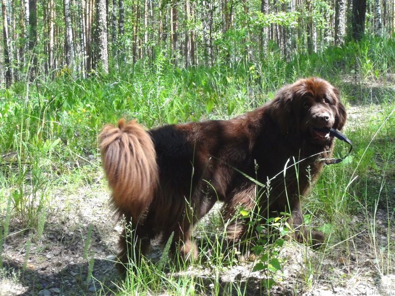 Фото: ньюфаундленд Ньюфорт Вивиан