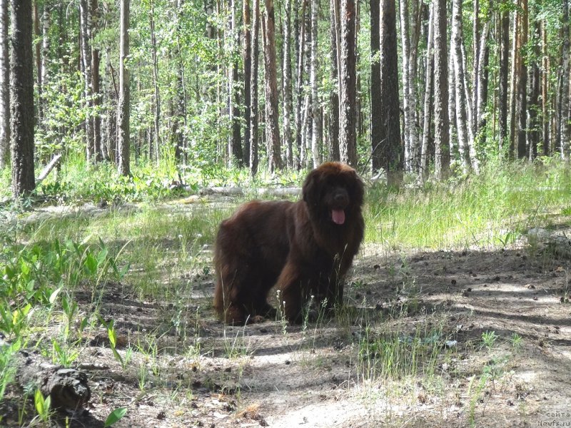 Фото: ньюфаундленд Ньюфорт Вивиан