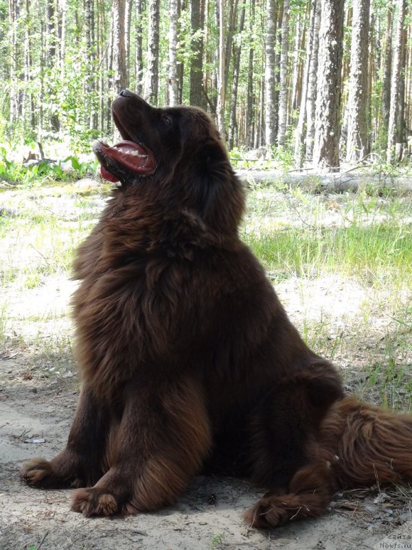 Фото: ньюфаундленд Ньюфорт Вивиан