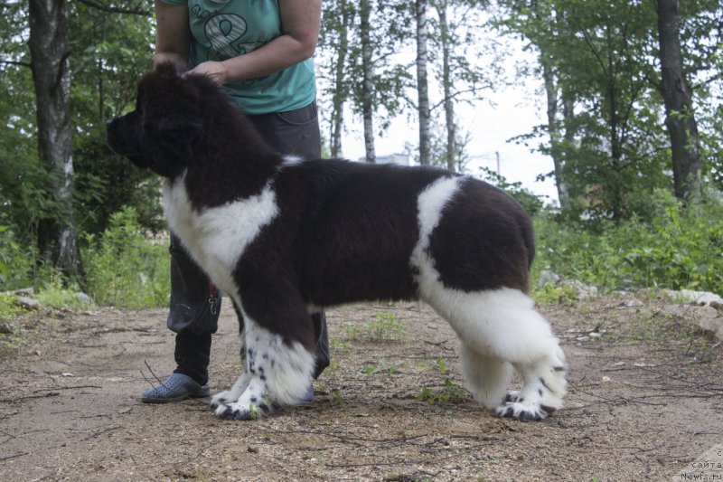 Фото: ньюфаундленд Сент Джонс Уна Фортуна