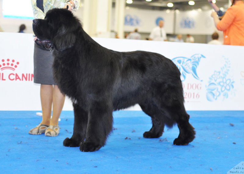 Фото: ньюфаундленд Бегущая по Волнам Чойс оф Фибоначчи (Begushaya po Volnam Choice of Fibonacci)