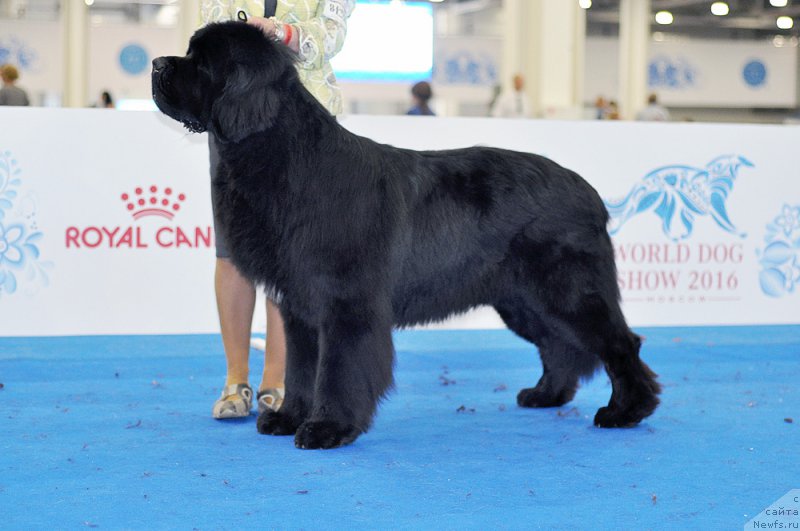 Фото: ньюфаундленд Бегущая по Волнам Чойс оф Фибоначчи (Begushaya po Volnam Choice of Fibonacci)