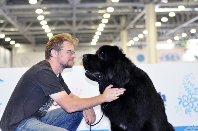 Фото: Антон Печорин, ньюфаундленд Бегущая по Волнам Чойс оф Фибоначчи (Begushaya po Volnam Choice of Fibonacci)