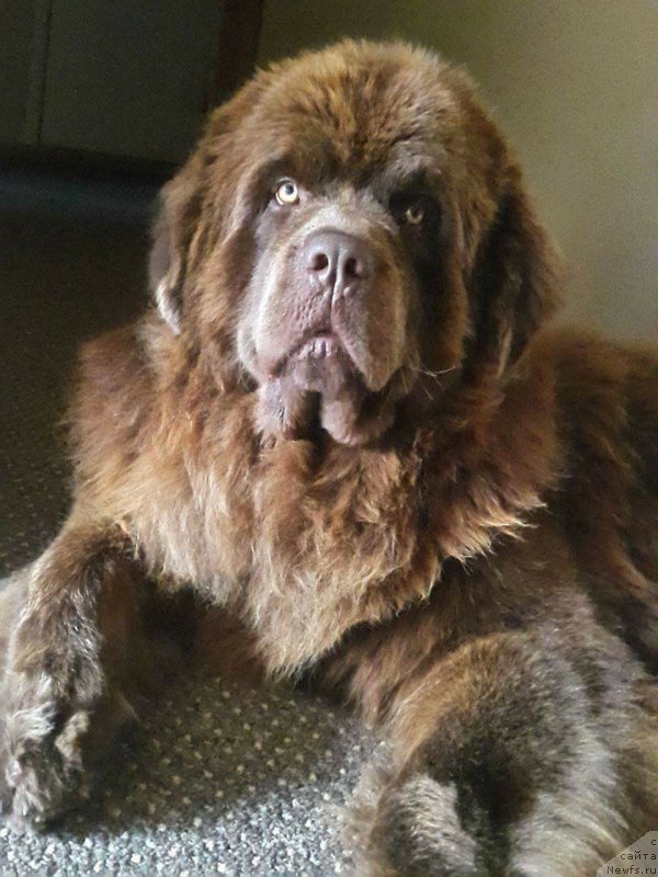 Фото: ньюфаундленд Браунблад МСК Хаиес Хаго (Brownblood MSK Hayes Hago)