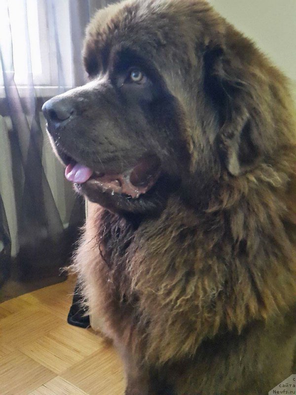 Фото: ньюфаундленд Браунблад МСК Хаиес Хаго (Brownblood MSK Hayes Hago)