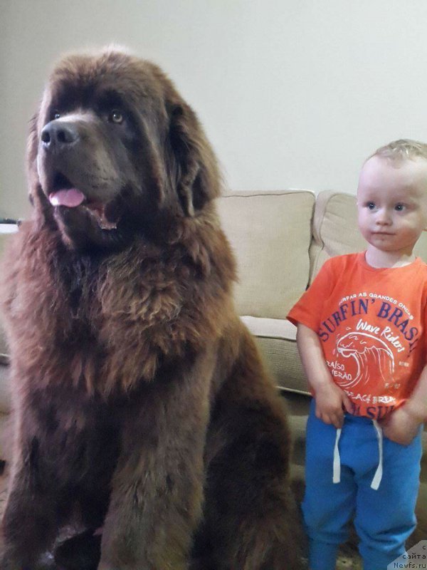 Фото: ньюфаундленд Браунблад МСК Хаиес Хаго (Brownblood MSK Hayes Hago)