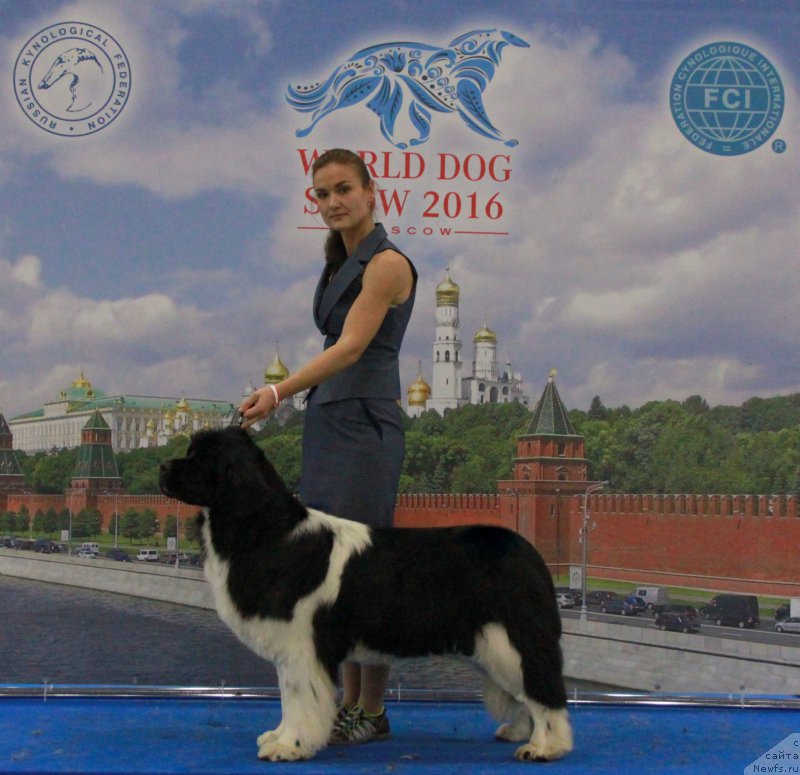 Фото: ньюфаундленд Аквиан Сонг Кисс Фром Роуз (Akvian Song Kiss from Rouz), Ксения Новикова