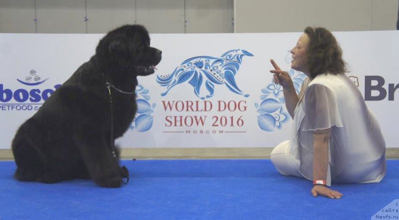 Фото: ньюфаундленд Целого Мира Мало из Аркаима (Tselogo Mira Malo iz Arkaima), Анна Ковалёва