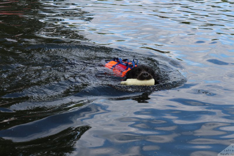 Фото: ньюфаундленд Ангел Хранитель Граффидд (Angel Khranitel Gruffidd)