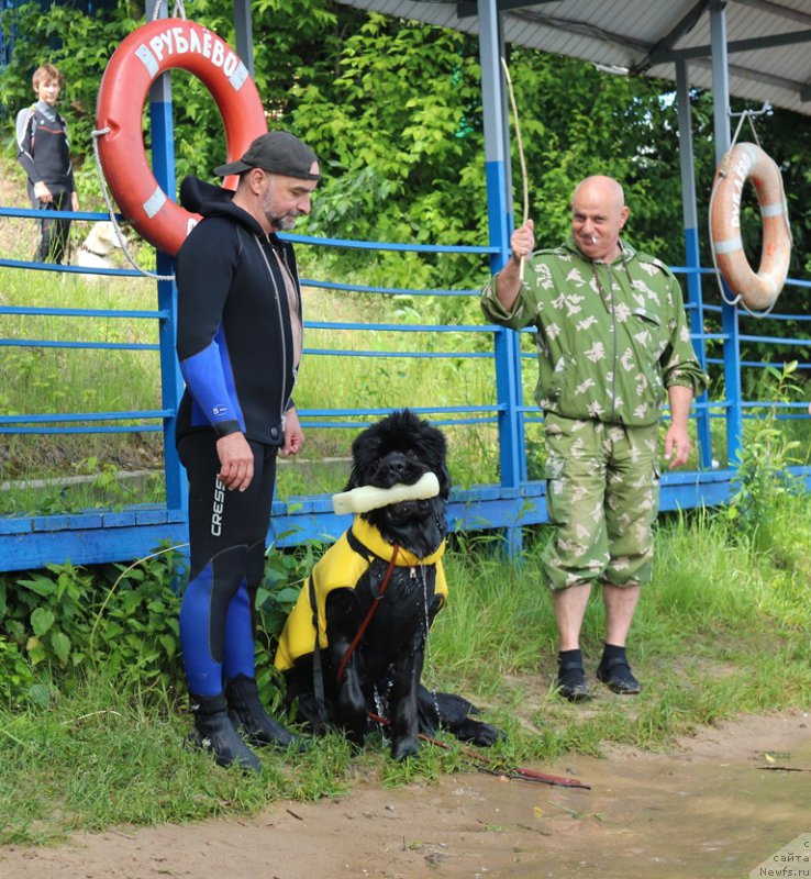 Фото: Александр Бурмистров, ньюфаундленд Ермак с Берега Дона (Ermak s Berega Dona)