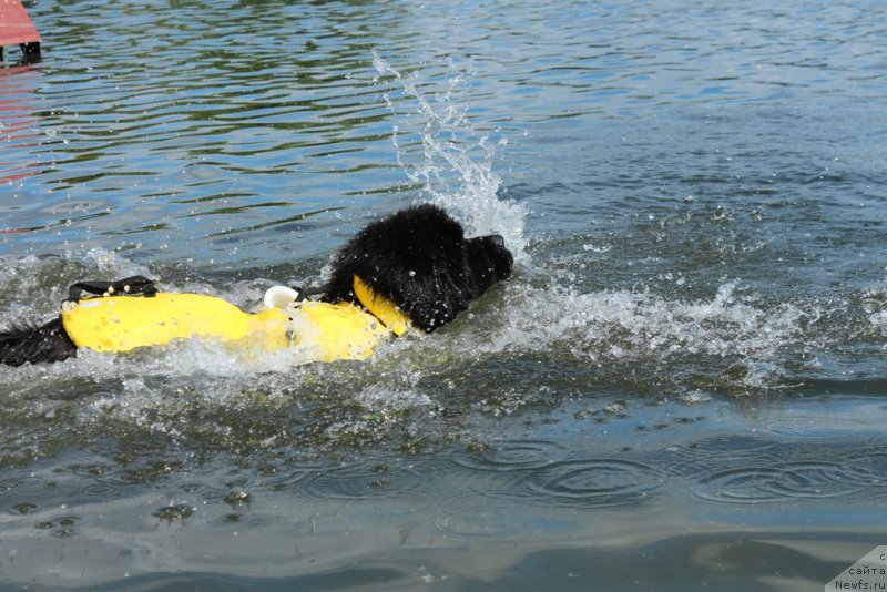 Фото: ньюфаундленд Ермак с Берега Дона (Ermak s Berega Dona)
