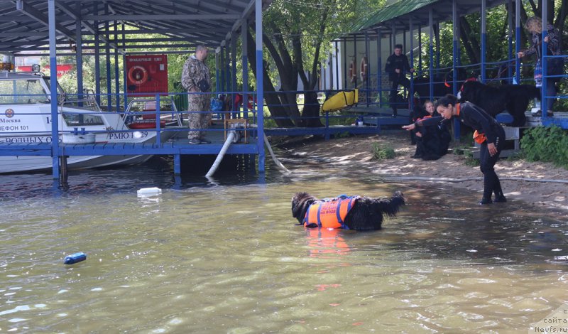 Фото: Александра Фетисова, ньюфаундленд Бегущая по Волнам Фогет Ми Нот