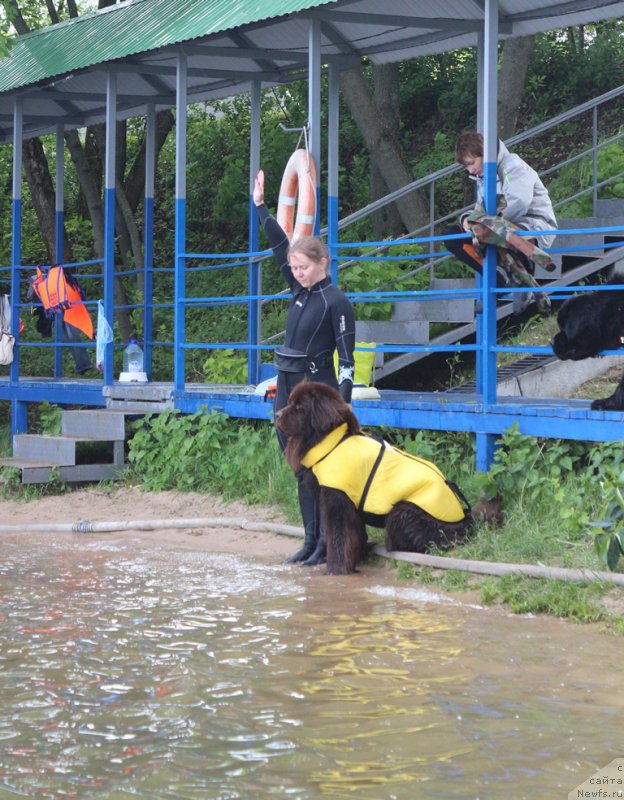 Фото: Татьяна Розанова, ньюфаундленд Черный Шарм Ангельская Красота (Chernyi Sharm Angel'skaya Krasota)