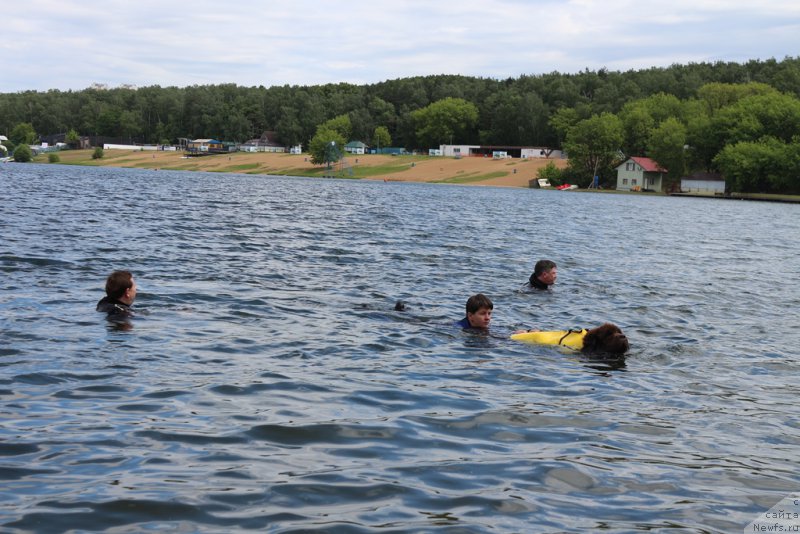 Фото: Елена Богданова, ньюфаундленд Черный Шарм Ангельская Красота (Chernyi Sharm Angel'skaya Krasota)