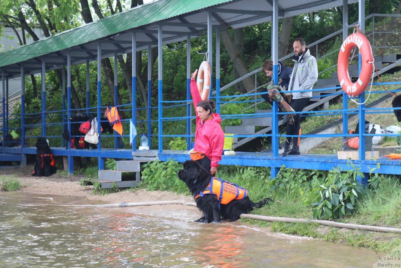 Фото: Александра Фетисова, ньюфаундленд Бегущая по Волнам Фогет Ми Нот