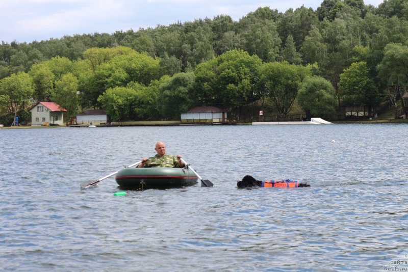 Фото: Александр Бурмистров, ньюфаундленд Бегущая по Волнам Фогет Ми Нот