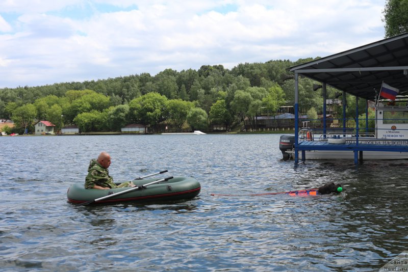 Фото: Александр Бурмистров, ньюфаундленд Ангел Хранитель Граффидд (Angel Khranitel Gruffidd)