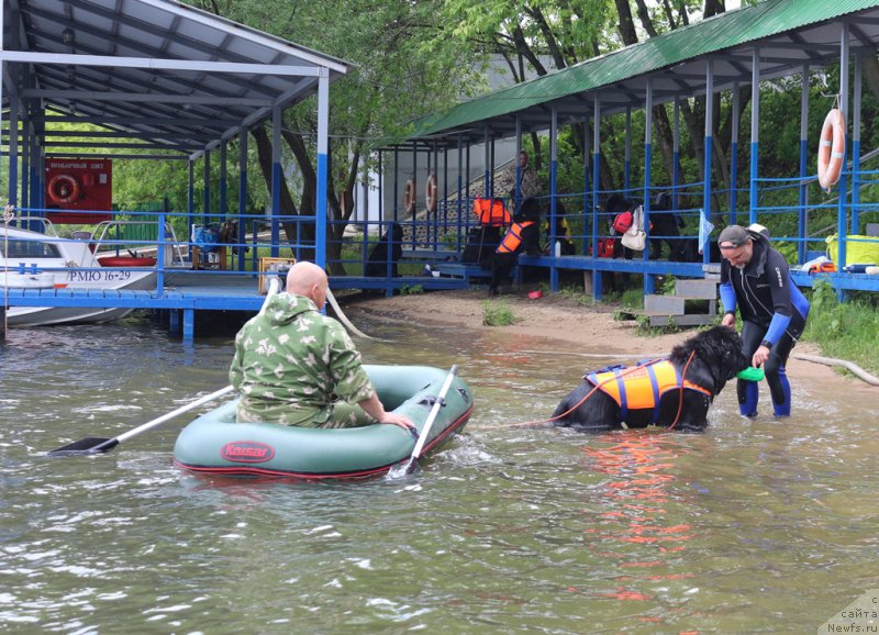 Фото: ньюфаундленд Ермак с Берега Дона (Ermak s Berega Dona)