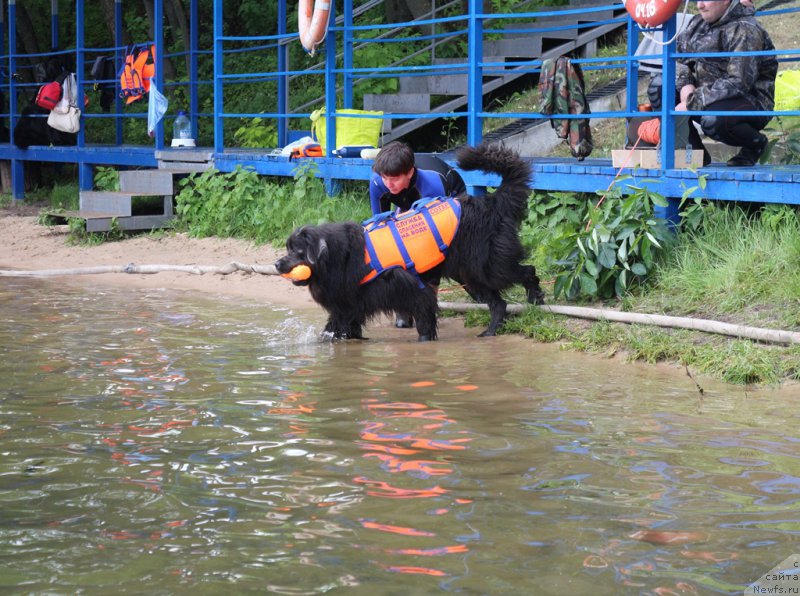 Фото: Елена Богданова, ньюфаундленд Ангел Хранитель Граффидд (Angel Khranitel Gruffidd)