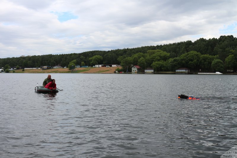 Фото: Александр Бурмистров, Александра Фетисова, ньюфаундленд Ангел Хранитель Граффидд (Angel Khranitel Gruffidd)