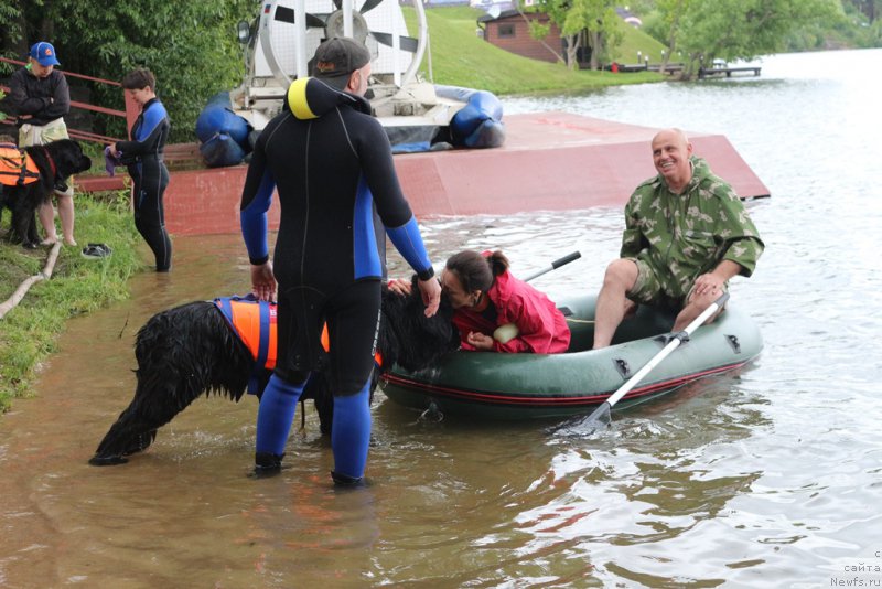 Фото: ньюфаундленд Ермак с Берега Дона (Ermak s Berega Dona), Александр Бурмистров