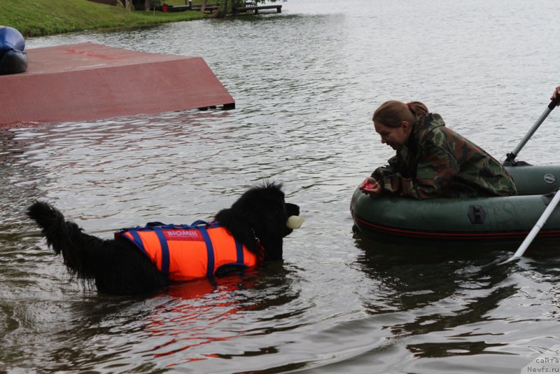 Фото: ньюфаундленд Сент Джонс Ларель Леоланда (Sent Djons Larel Leolanda), Татьяна Розанова