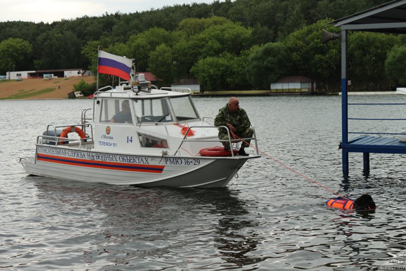 Фото: Александр Бурмистров, ньюфаундленд Бегущая по Волнам Фогет Ми Нот