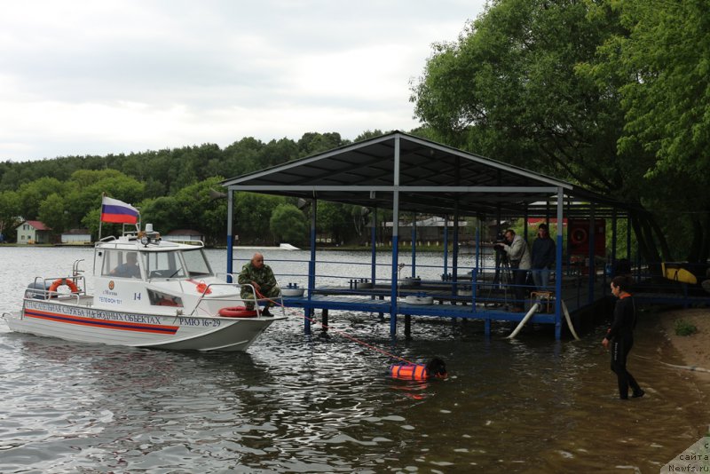 Фото: Александр Бурмистров, ньюфаундленд Бегущая по Волнам Фогет Ми Нот, Александра Фетисова