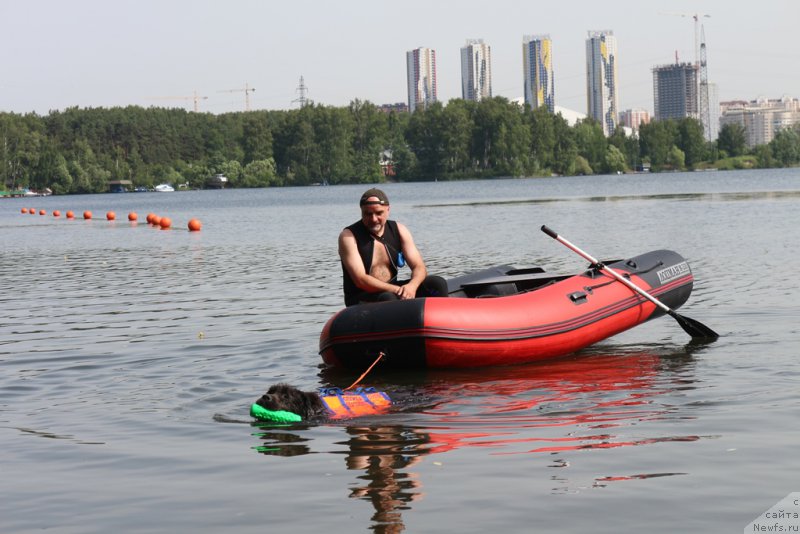 Фото: ньюфаундленд Ангел Хранитель Граффидд (Angel Khranitel Gruffidd)