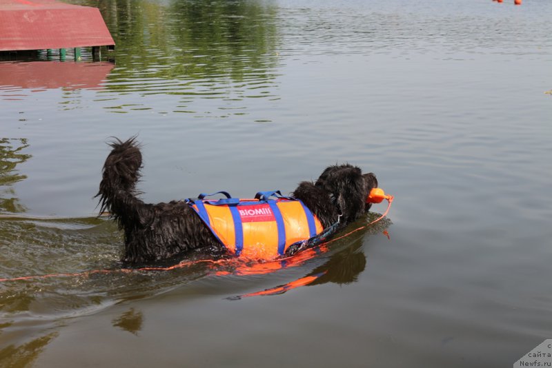 Фото: ньюфаундленд Ангел Хранитель Граффидд (Angel Khranitel Gruffidd)