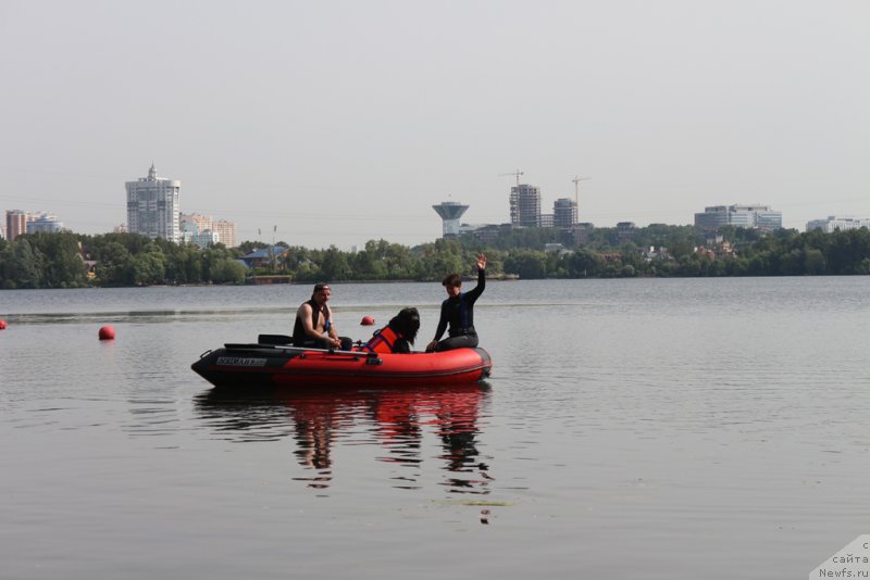 Фото: Елена Богданова, ньюфаундленд Ангел Хранитель Граффидд (Angel Khranitel Gruffidd)