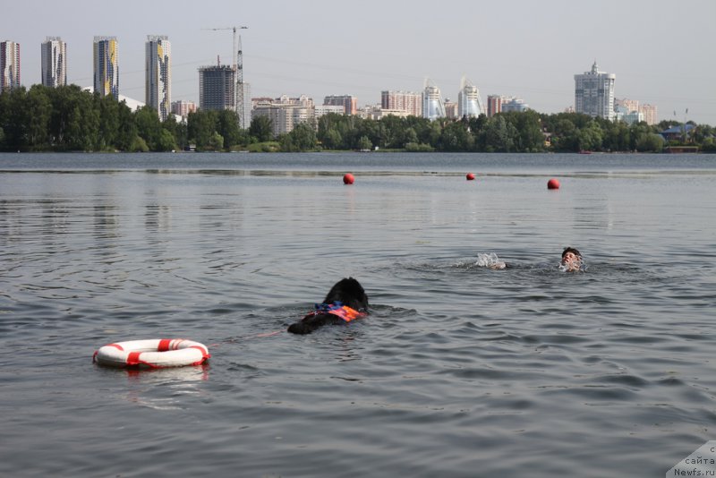 Фото: ньюфаундленд Топтыжка Герой Нашего Времени (Toptyzhka Geroy Nashego Vremeni), Елена Богданова