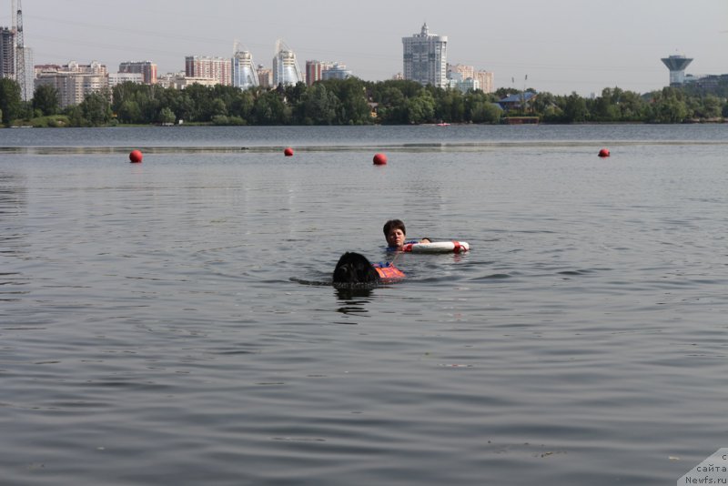 Фото: ньюфаундленд Топтыжка Герой Нашего Времени (Toptyzhka Geroy Nashego Vremeni), Елена Богданова