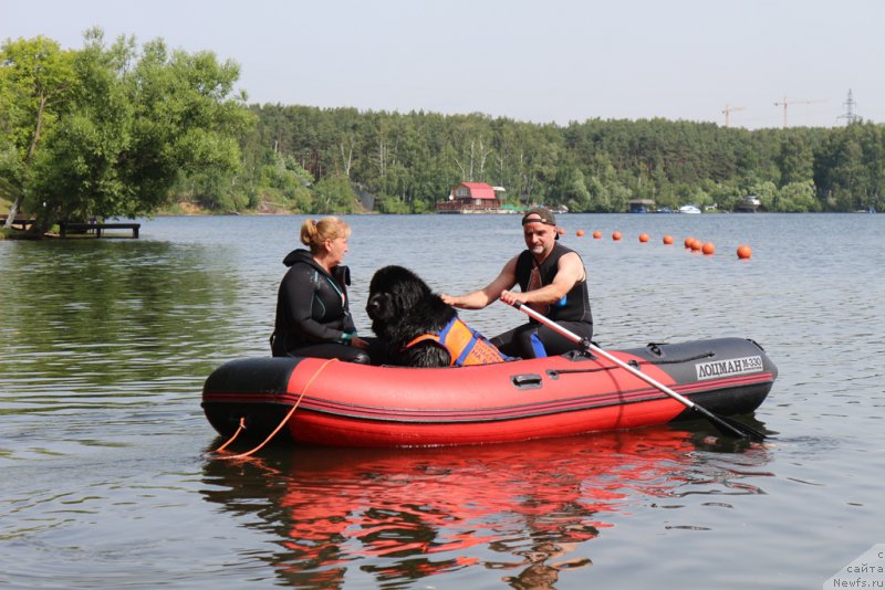 Фото: Антонина Чигвинцева, ньюфаундленд Топтыжка Герой Нашего Времени (Toptyzhka Geroy Nashego Vremeni)