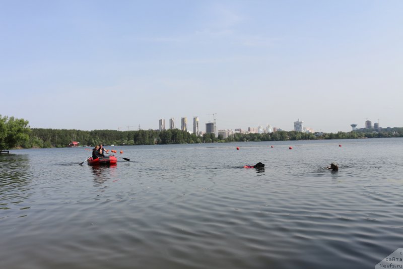 Фото: ньюфаундленд Топтыжка Герой Нашего Времени (Toptyzhka Geroy Nashego Vremeni)