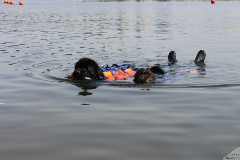 Фото: ньюфаундленд Топтыжка Галатея Морская Нереида (Toptyzhka Galatea Morskaya Nereida)