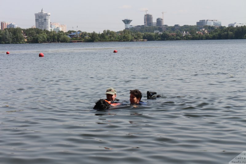 Фото: ньюфаундленд Топтыжка Галатея Морская Нереида (Toptyzhka Galatea Morskaya Nereida), Татьяна Розанова, Елена Богданова