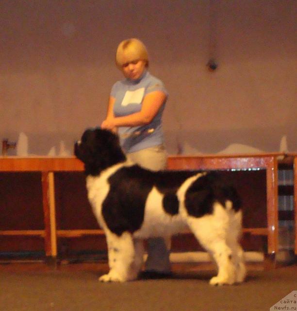 Фото: ньюфаундленд Маг Исполин Инфанта (Mag Ispolin Infanta)