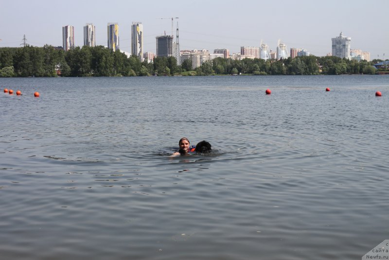 Фото: ньюфаундленд Ермак с Берега Дона (Ermak s Berega Dona)