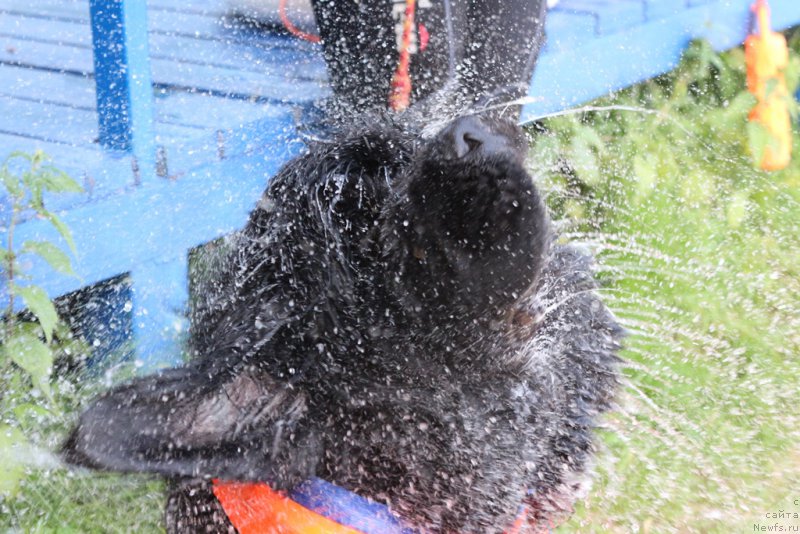 Фото: ньюфаундленд Ермак с Берега Дона (Ermak s Berega Dona)